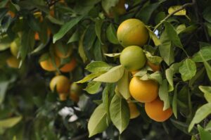 laranjal com cuidados no cultivo, e